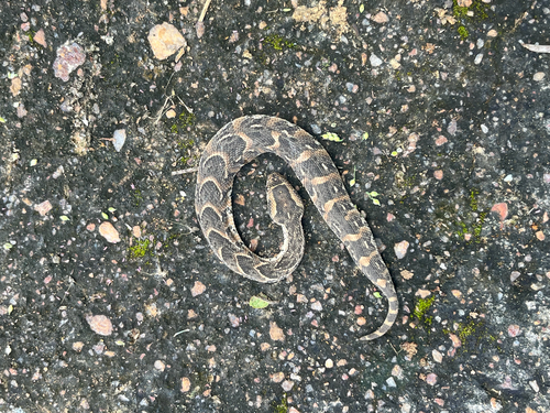 Puff Adder