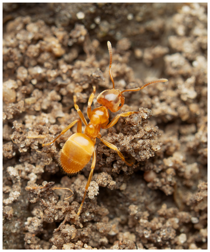 (c) naturalist_ua, some rights reserved (CC BY-NC)