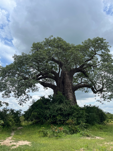 African baobab
