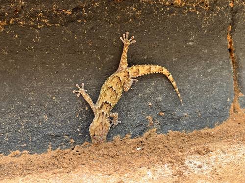 Fischer's Thick-toed Gecko