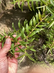 Veronica leiophylla, photograph (c) Matt Scott, some rights reserved (CC BY)