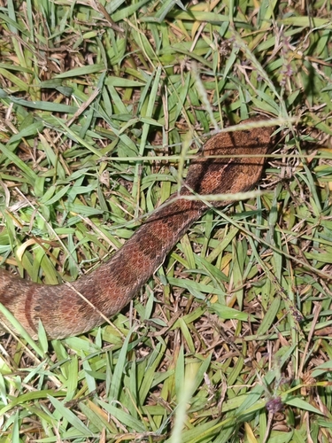 Southern Death Adder