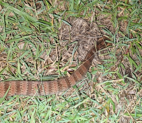 Southern Death Adder