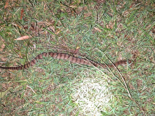 Southern Death Adder