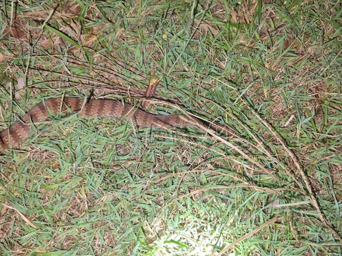 Southern Death Adder