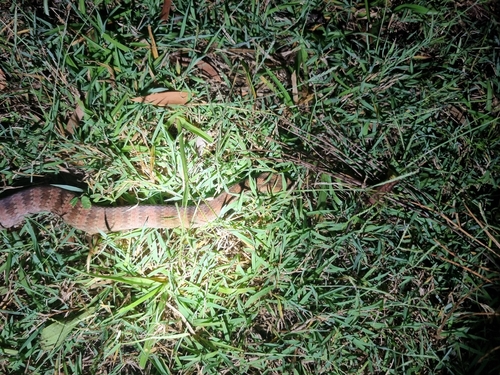 Southern Death Adder