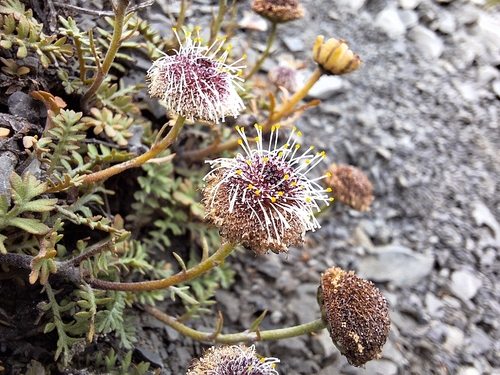 Leptinella atrata observed 2026-01-29