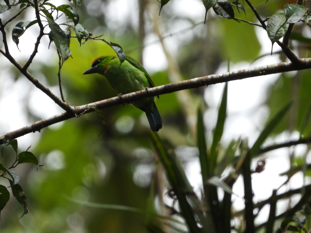 Takur tohtor (Psilopogon armillaris)
