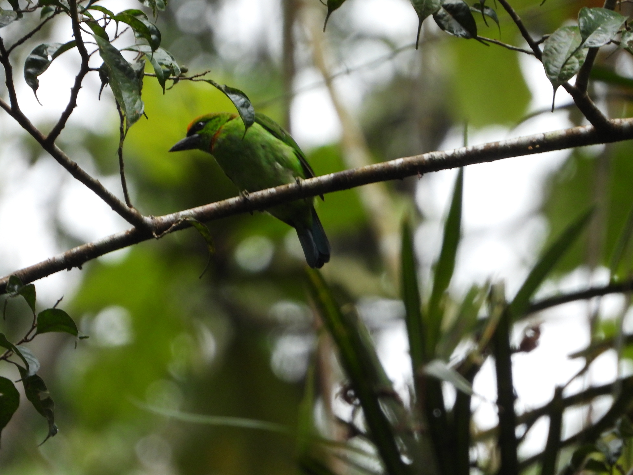 Flame-fronted Barbet (Psilopogon armillaris), photo 1