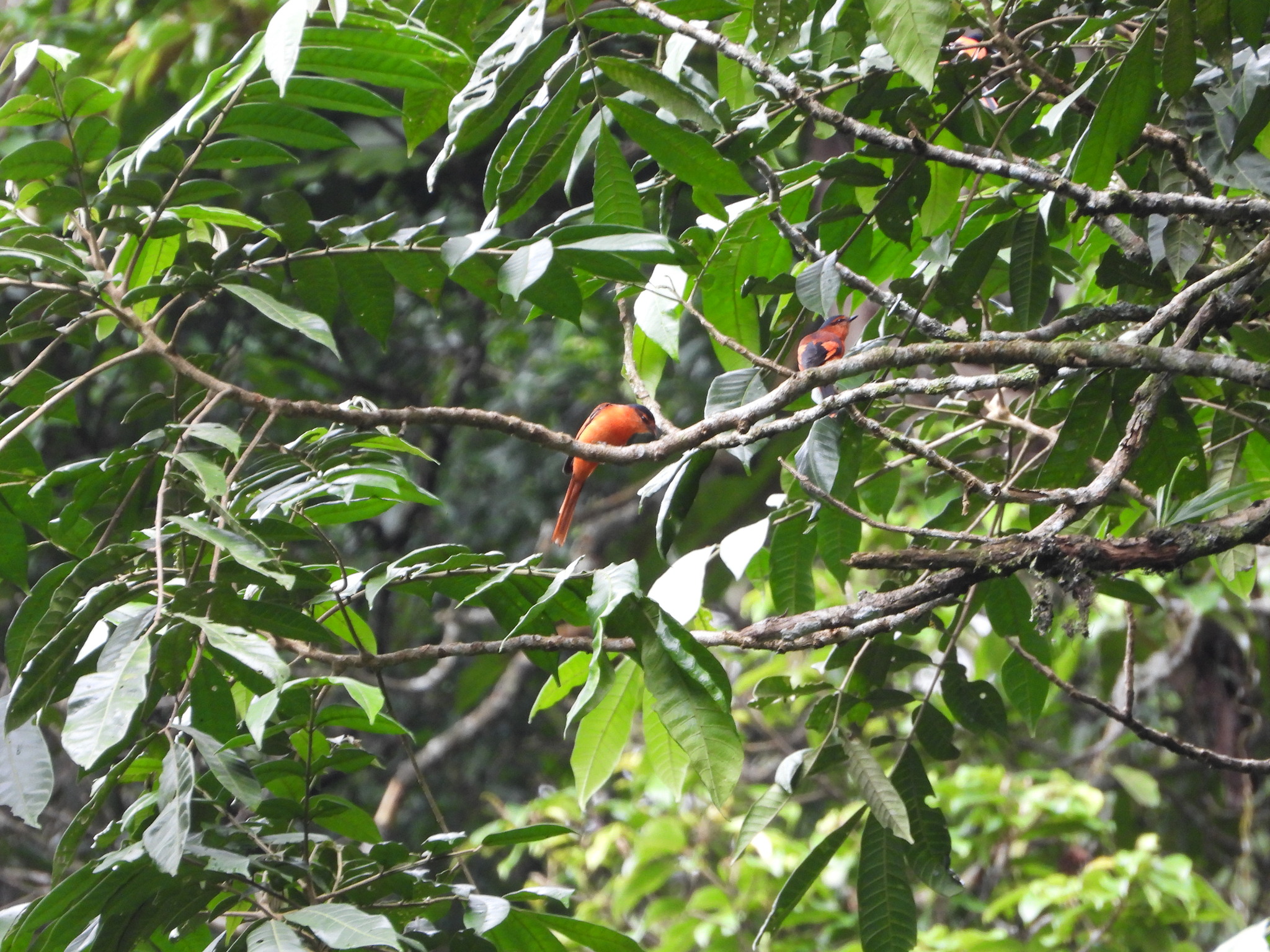 Sunda Minivet (Pericrocotus miniatus), photo 3