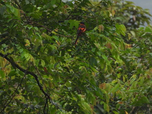Sunda Minivet (Pericrocotus miniatus), photo 4
