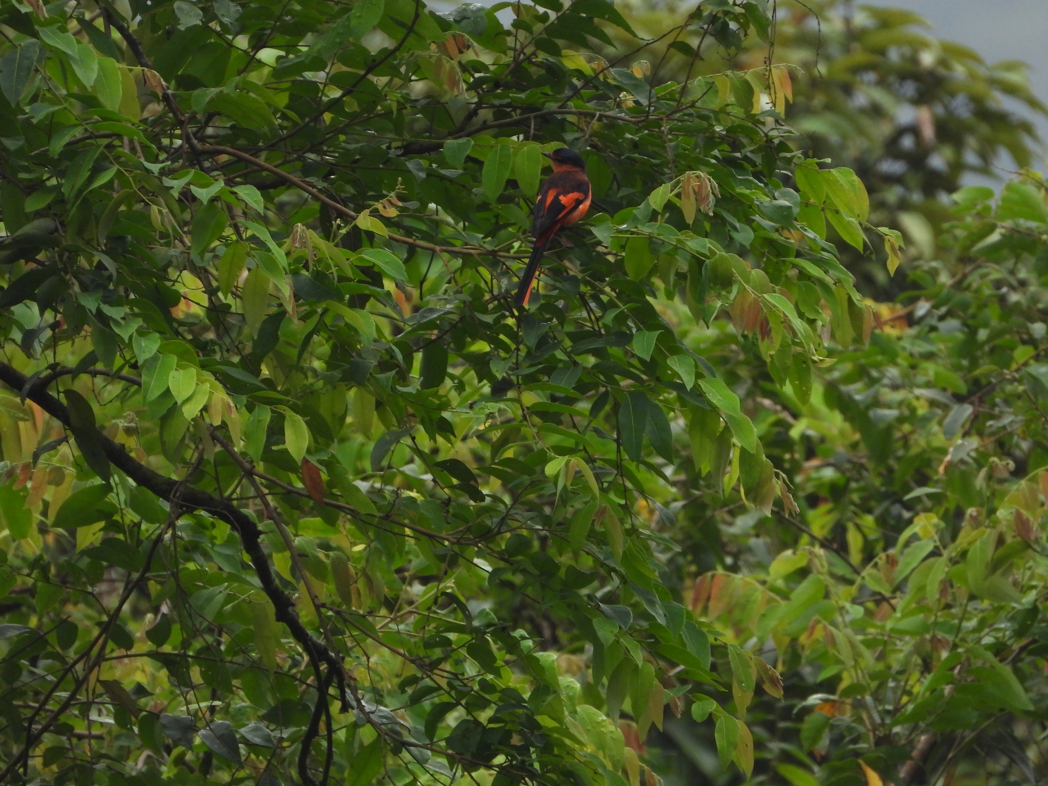 Sunda Minivet (Pericrocotus miniatus), photo 4