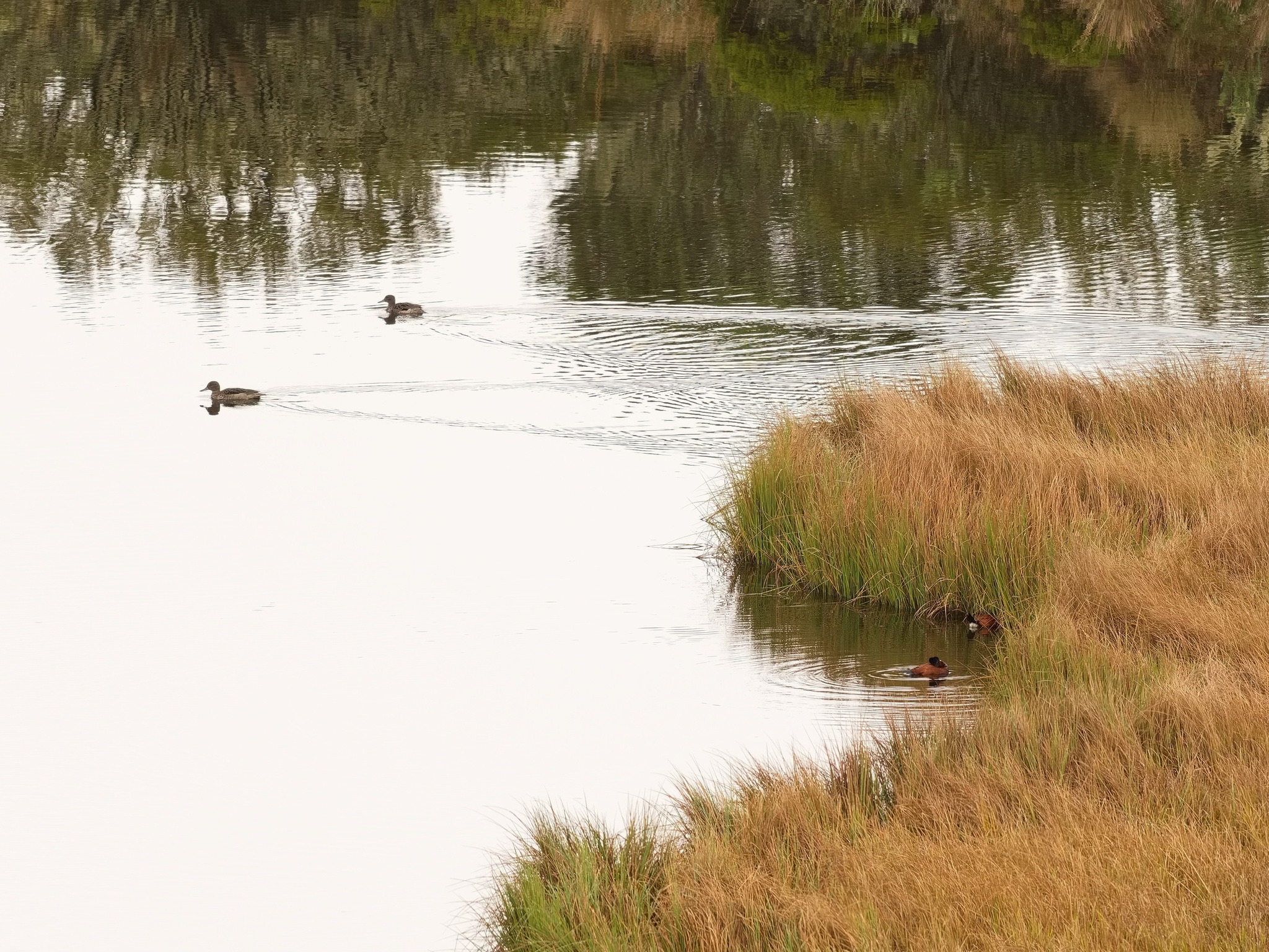 Andean Teal (Anas andium), photo 2