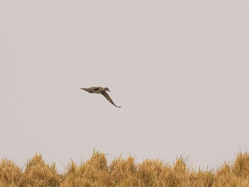 Andean Teal (Anas andium)