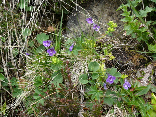 Pinguicula balcanica