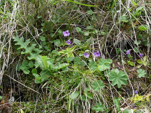 Pinguicula balcanica