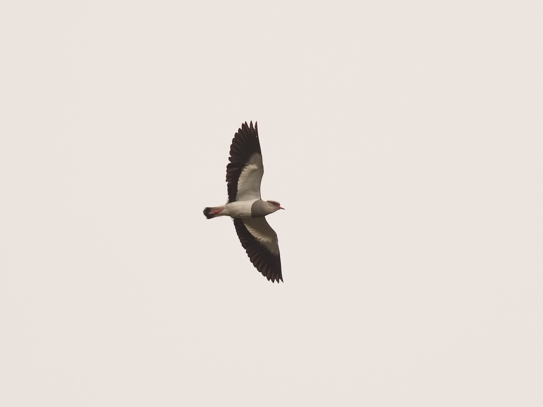 Andean Lapwing (Vanellus resplendens), photo 2