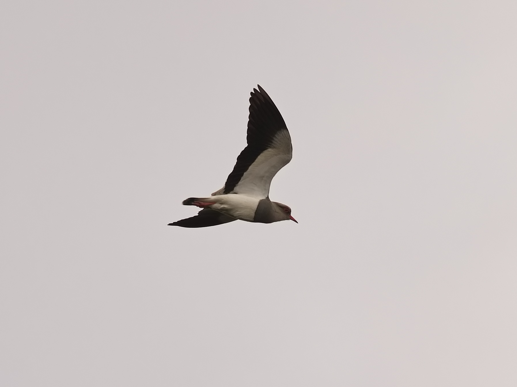 Andean Lapwing (Vanellus resplendens), photo 3