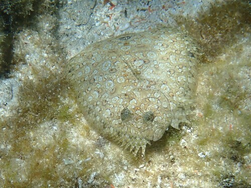 Flounder (Bothus pantherinus) — Bothidae