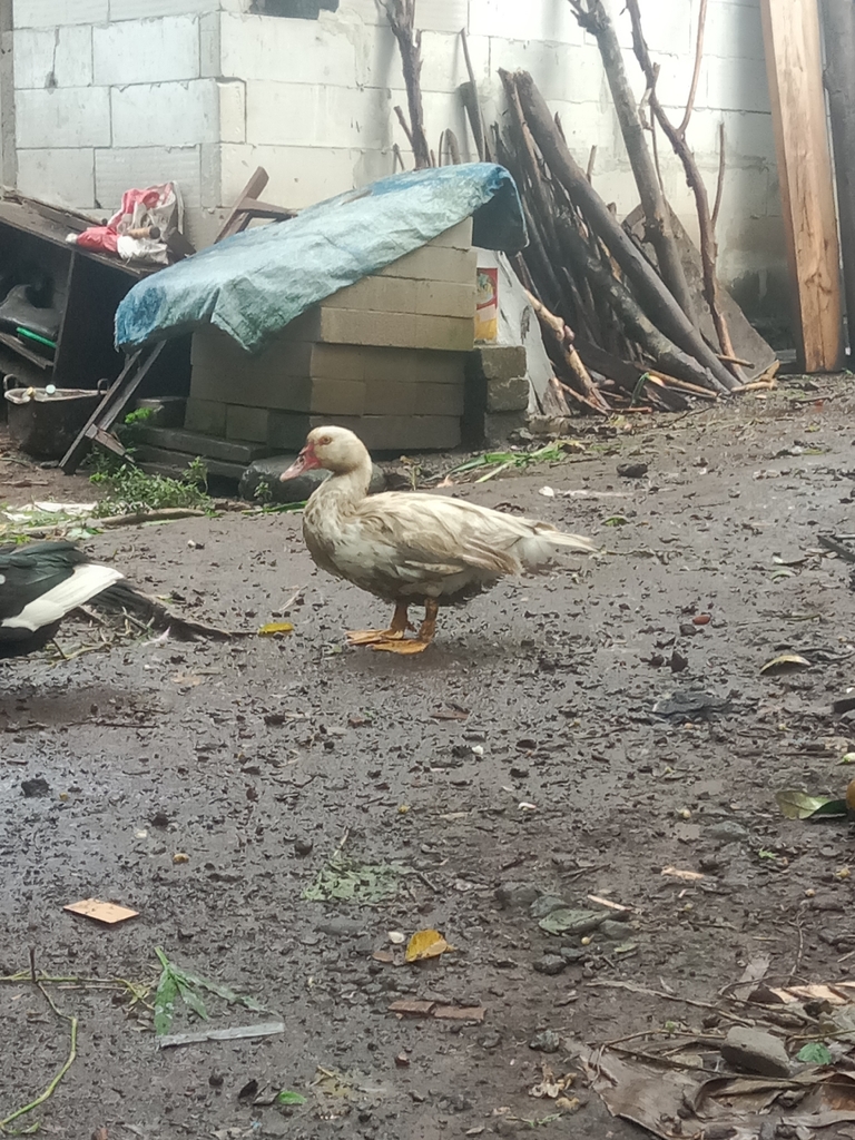 Entok (Cairina moschata)