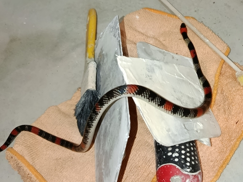 Brazilian False Coral Snake