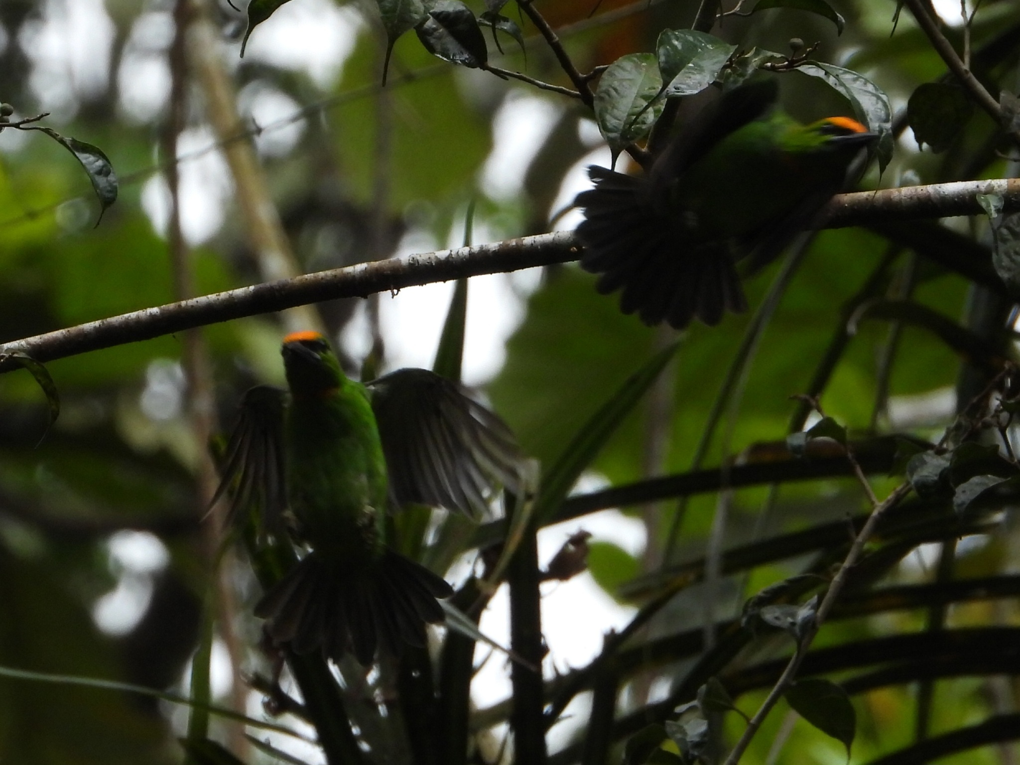 Flame-fronted Barbet (Psilopogon armillaris), photo 2
