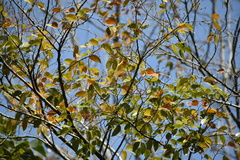 Hymenaea courbaril