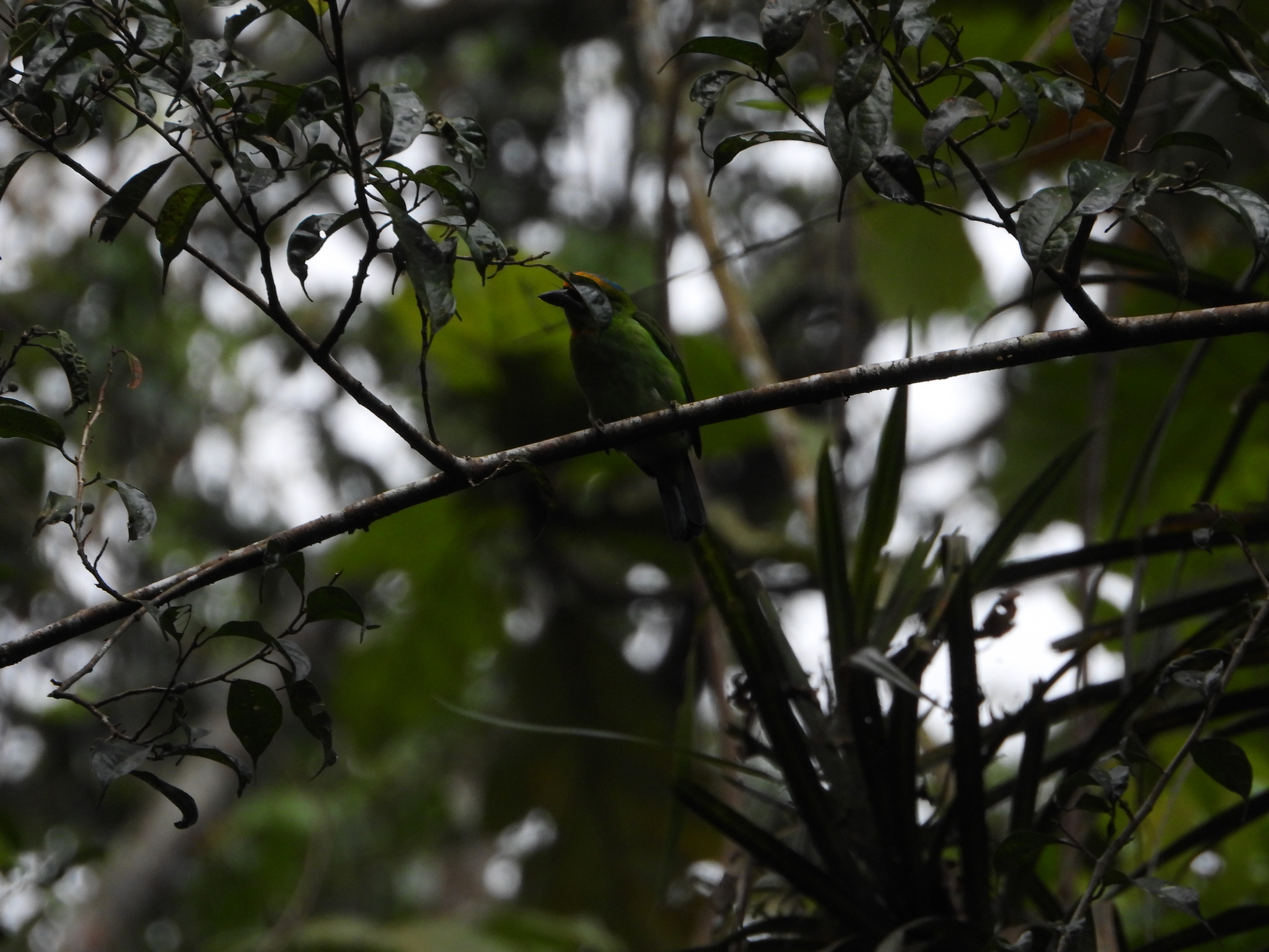 Flame-fronted Barbet (Psilopogon armillaris), photo 3