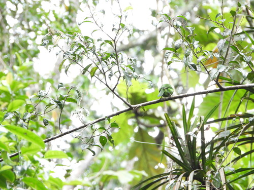 Flame-fronted Barbet (Psilopogon armillaris), photo 9