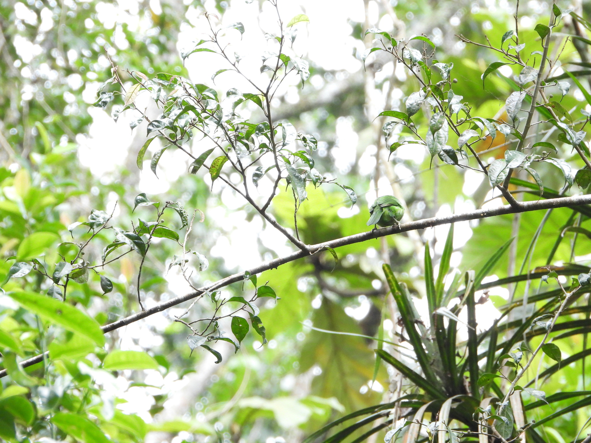 Flame-fronted Barbet (Psilopogon armillaris), photo 4
