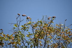 Hymenaea courbaril