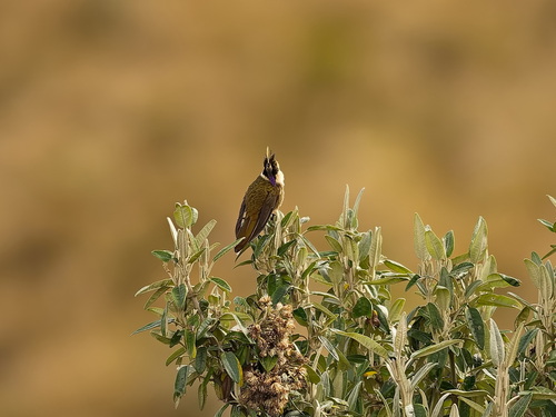 Buffy Helmetcrest (Oxypogon stuebelii)