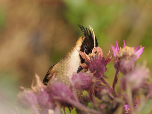 Buffy Helmetcrest (Oxypogon stuebelii), photo 2