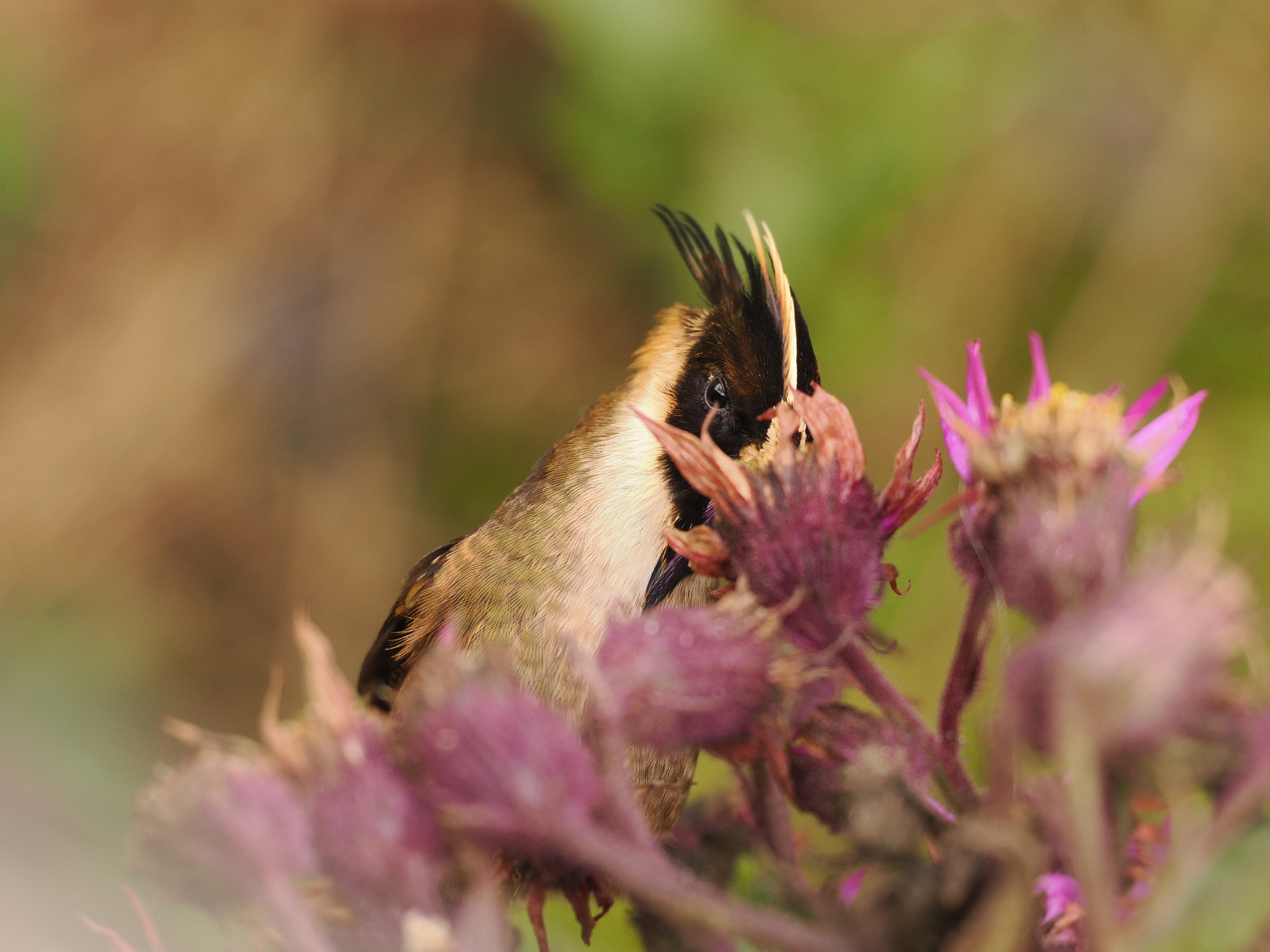 Buffy Helmetcrest (Oxypogon stuebelii), photo 2