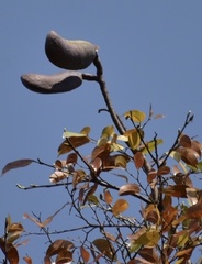 Hymenaea courbaril