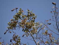 Hymenaea courbaril