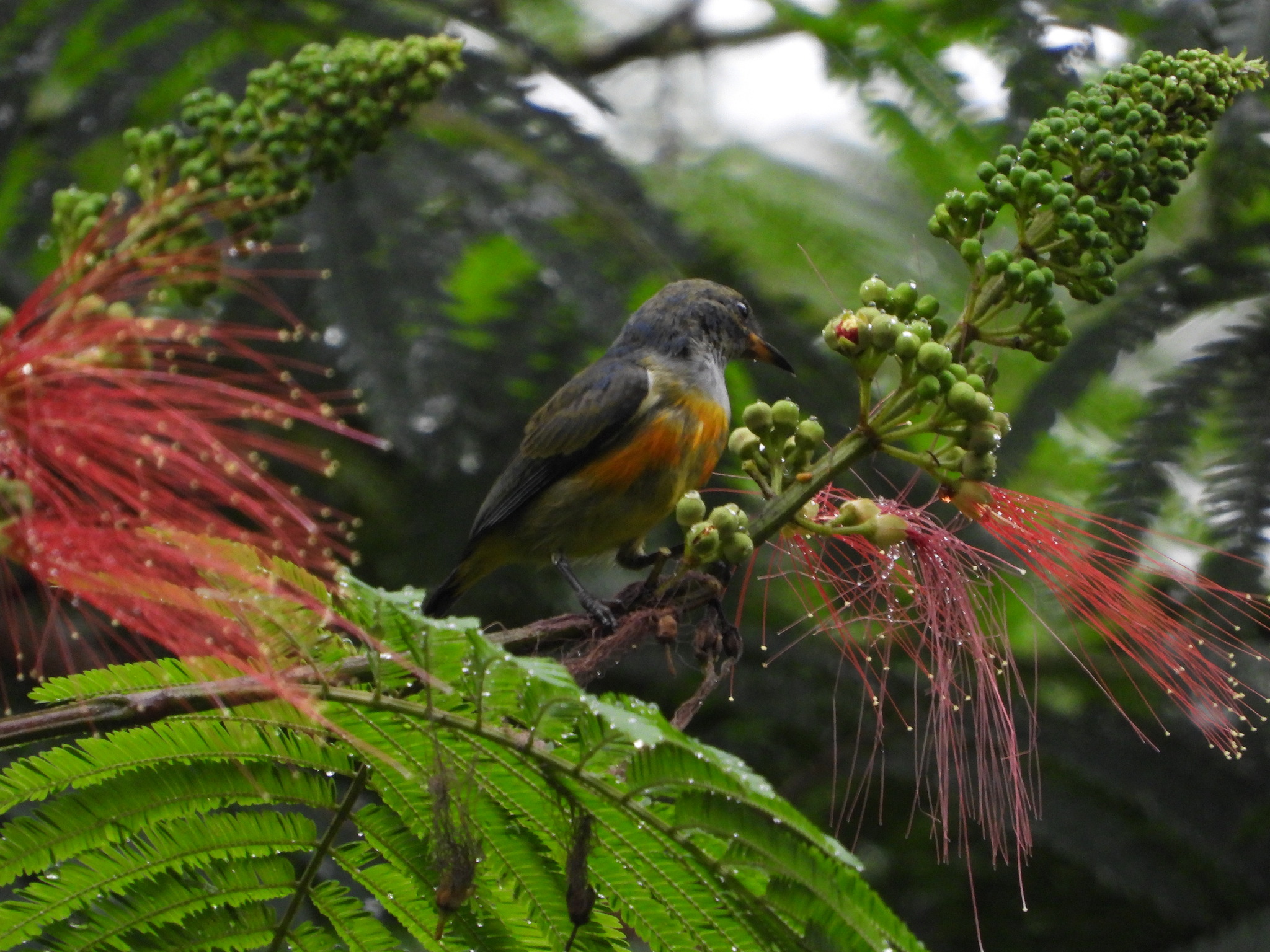 Orange-bellied Flowerpecker (Dicaeum trigonostigma), photo 10
