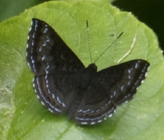 Riodinini