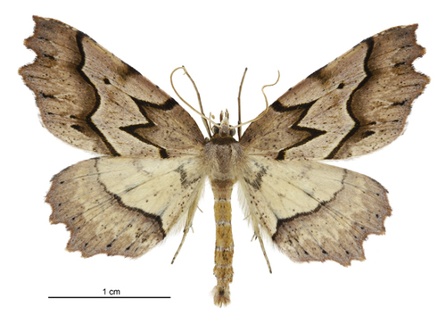 Ischalis fortinata (Guenée, 1868)