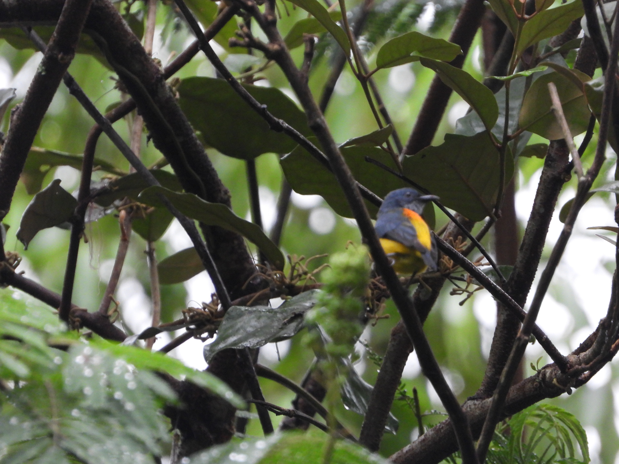 Orange-bellied Flowerpecker (Dicaeum trigonostigma), photo 6