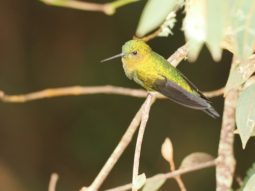 Golden-breasted Puffleg (Eriocnemis mosquera)