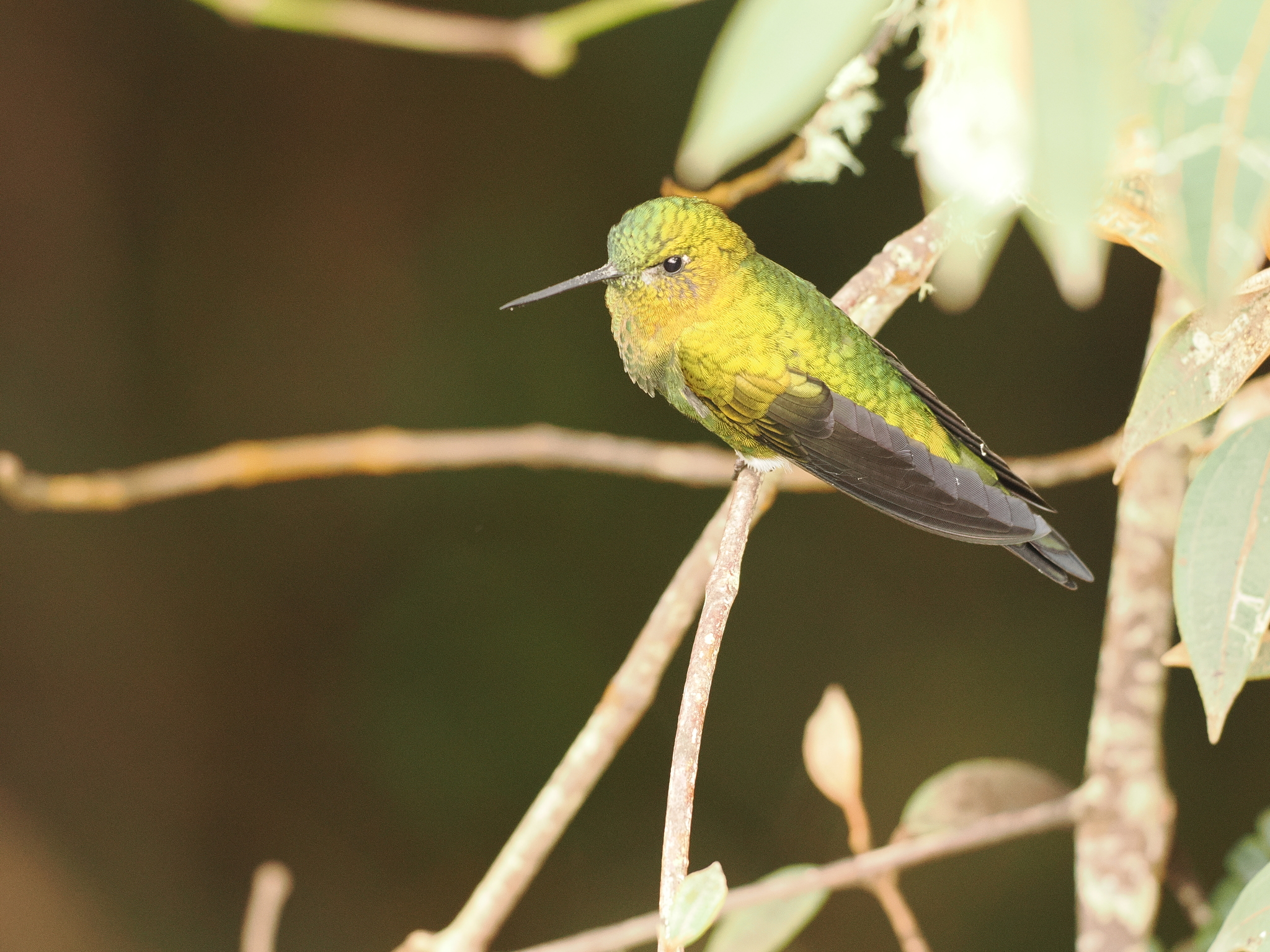 Golden-breasted Puffleg (Eriocnemis mosquera), photo 1