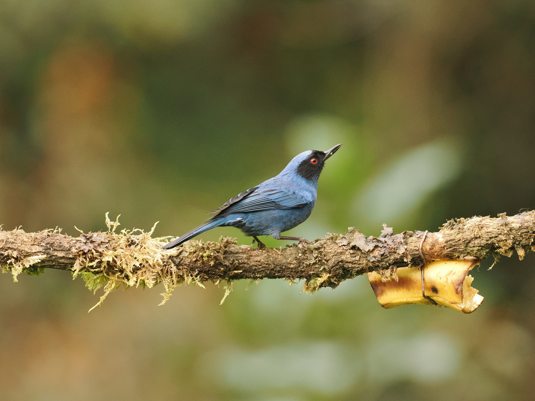 Masked Flowerpiercer (Diglossa cyanea), photo 4