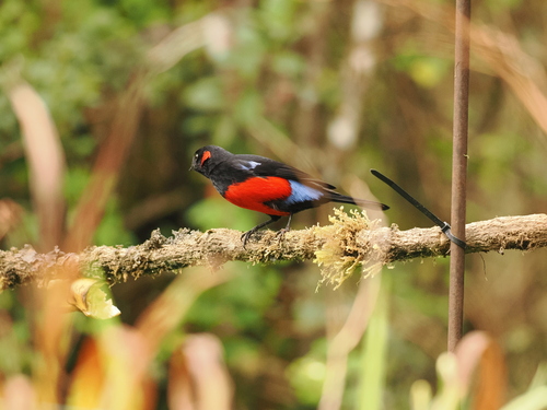 Scarlet-bellied Mountain Tanager (Anisognathus igniventris), photo 3