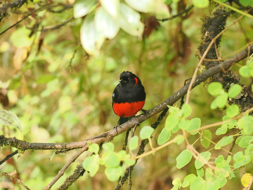 Scarlet-bellied Mountain Tanager (Anisognathus igniventris), photo 2