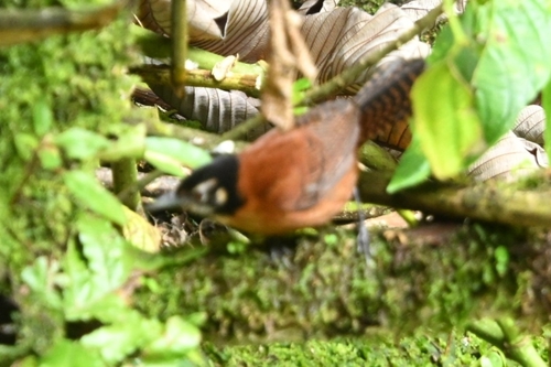 Bay Wren (Cantorchilus nigricapillus), photo 3