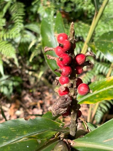 Alpinia pricei, photograph 4