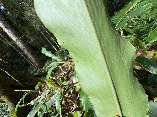 Alpinia pricei, photograph 6