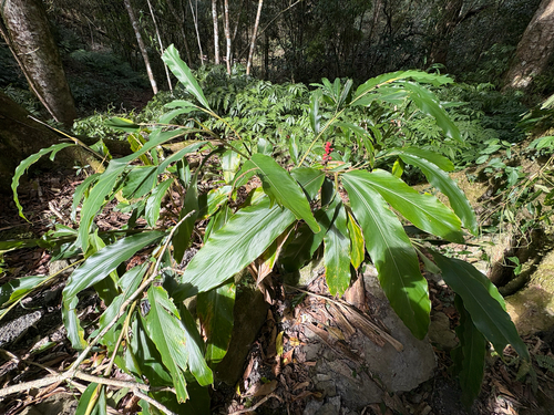 Alpinia pricei, photograph 5