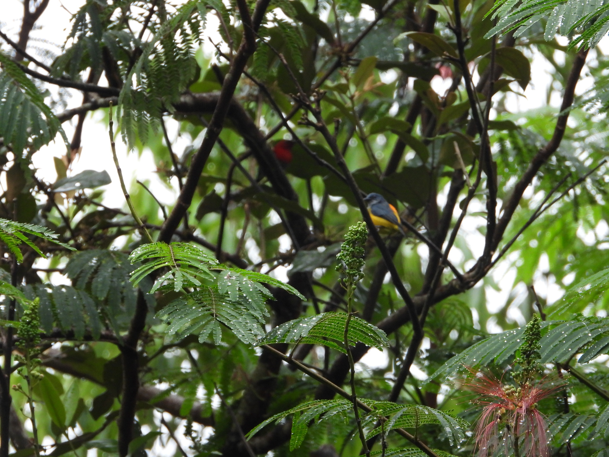 Orange-bellied Flowerpecker (Dicaeum trigonostigma), photo 7